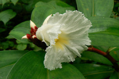 Costus speciosus
